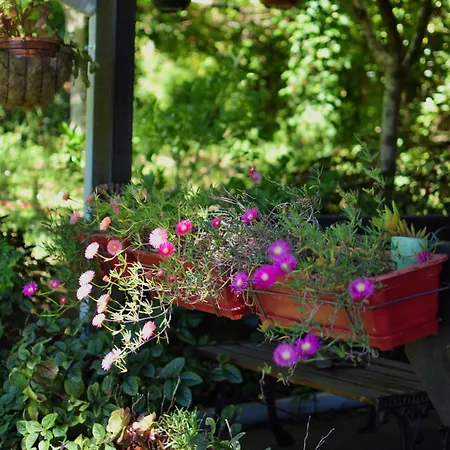 O Cantinho De Coura - A * Паредиш-ди-Кора